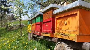 Čebele opravijo pretežni del opraševanja v okolju